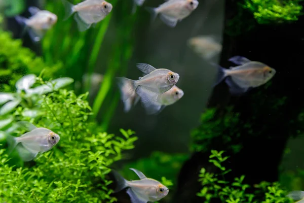 Pequeno peixe em aquário em um contexto verde — Fotografia de Stock