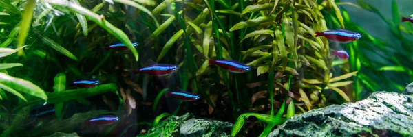 Kleine Fische im Aquarium auf grünem Hintergrund — Stockfoto