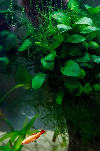 Kis hal akváriumban zöld alapon — Stock Fotó