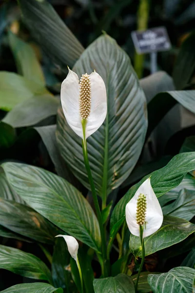 Hermoso anthurium blanco, anthurium andreanum, planta tropical en un fondo de hoja verde . — Foto de Stock