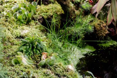 Bitkiler, ağaçları doyurmak için hayvanları yerken, böcekleri tuzaklara bindirerek yetiştirilen böcekleri yiyor. Ve güzel renkler nedeniyle insanlarla popüler