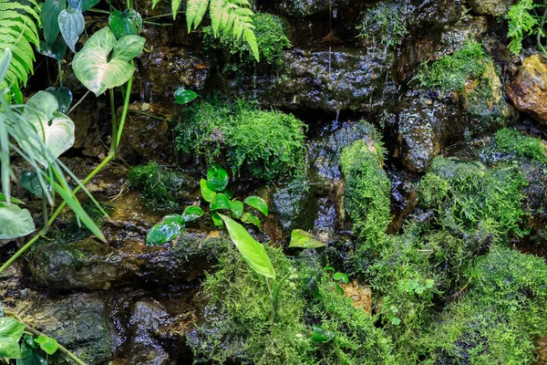 Plantas tropicales en el fondo del agua que fluye por las piedras — Foto de Stock