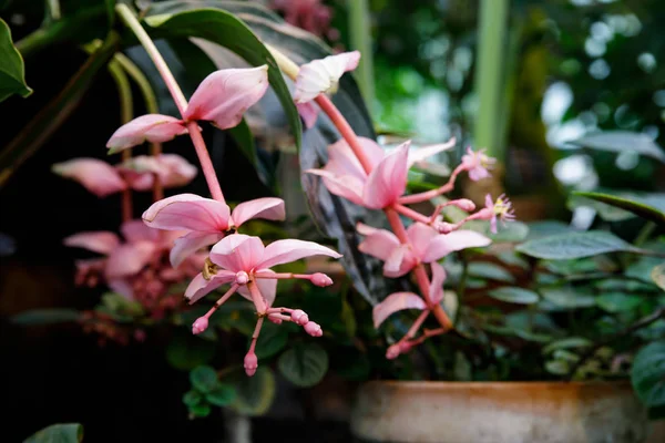 Medinilla magnifica es una especie de planta fanerógama perteneciente a la familia Melastomataceae. . — Foto de Stock