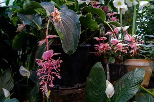 Medinilla magnifica, la vistosa medinilla o uva rosata è una specie di pianta da fiore della famiglia delle Melastomataceae, originaria delle Filippine . — Foto Stock