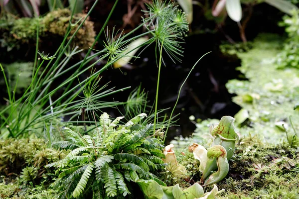 Las plantas comen insectos que se cultivan comiendo animales para nutrir los árboles por medio de engañar a los insectos en la trampa. Y es popular entre la gente debido a los hermosos colores — Foto de Stock