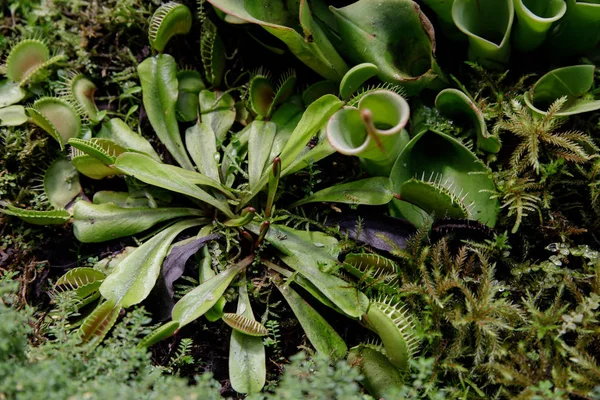 Κοντινό στο σαρκοβόρο φυτό Ηλιαμφορέας μεταξύ άλλων σαρκοφάγων φυτών — Φωτογραφία Αρχείου