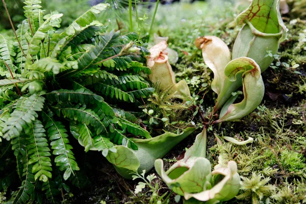 Le piante mangiano insetti che vengono cresciuti mangiando animali per nutrire gli alberi attraverso l'inganno degli insetti in trappola. Ed è popolare tra le persone a causa dei bei colori — Foto Stock