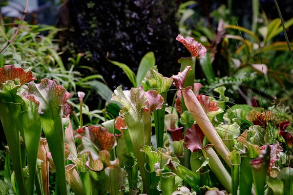 Sarracenia. Flor exótica. Plantas lanzadoras carnívoras — Foto de Stock