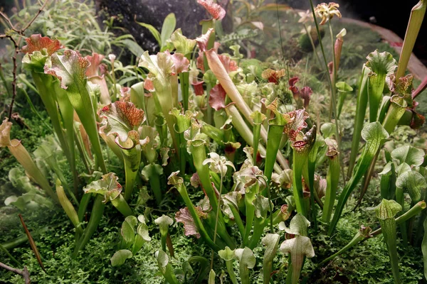 Sarracenia. Flor exótica. Plantas lanzadoras carnívoras — Foto de Stock