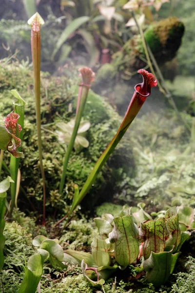 Sarracenia. Flor exótica. Plantas lanzadoras carnívoras — Foto de Stock