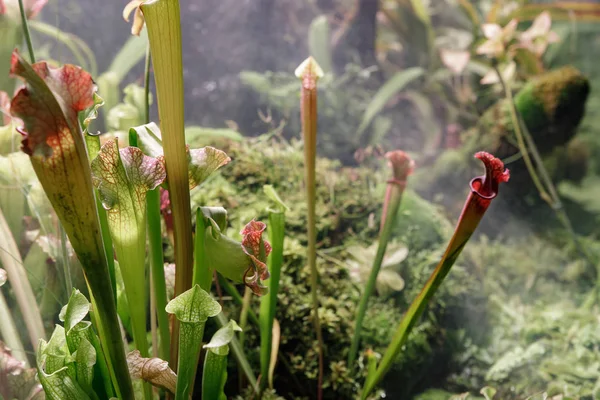 Sarracenia. Egzotik çiçek. Etobur sürahi bitkiler