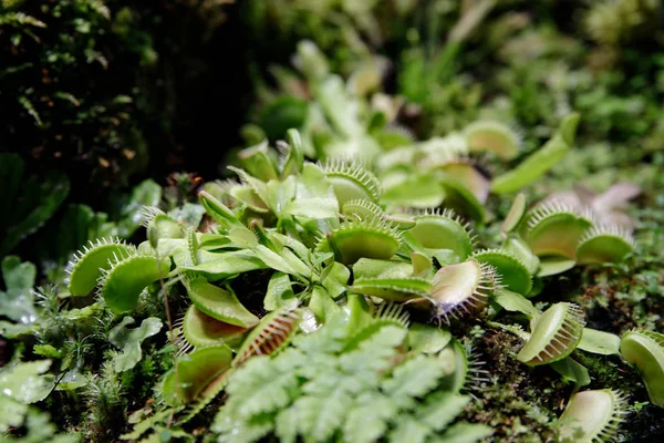 最著名的食肉植物是迪奥纳飞毛虫或金星飞轮. — 图库照片