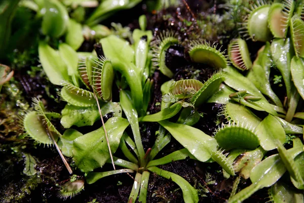 De bekendste van de vleesetende planten is dionea Flytrap Dionaea muscipula of Venus Flytrap. — Stockfoto