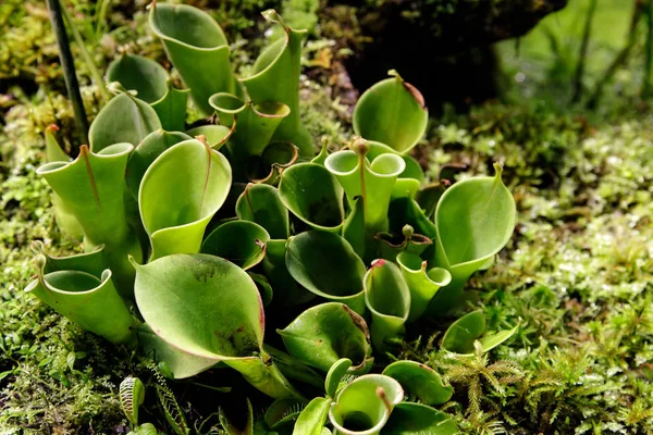 Diğer etobur bitkiler arasında etobur bitki Heliamphora yakın çekim