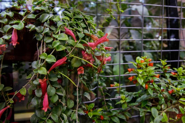 Plantas tropicales con flores rojas en forma de campana —  Fotos de Stock