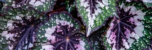 Multi-colored begonia leaves of different types
