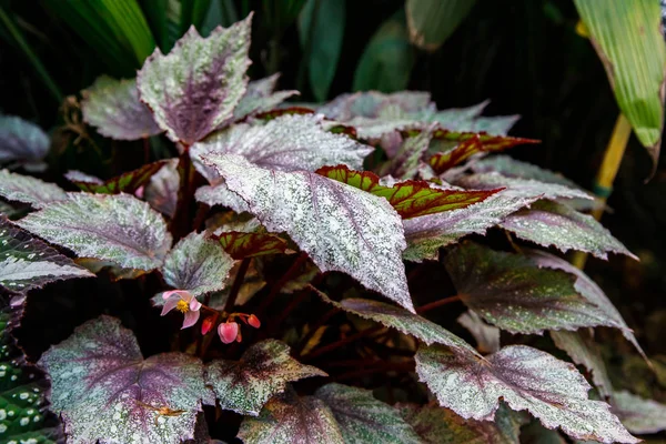 Multi-colored begonia leaves of different types