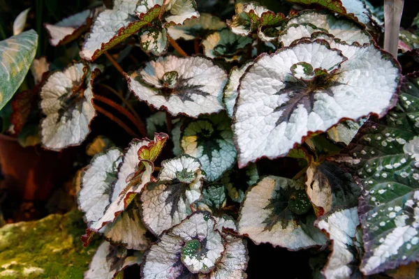 Multi-gekleurde Begonia bladeren van verschillende types — Stockfoto