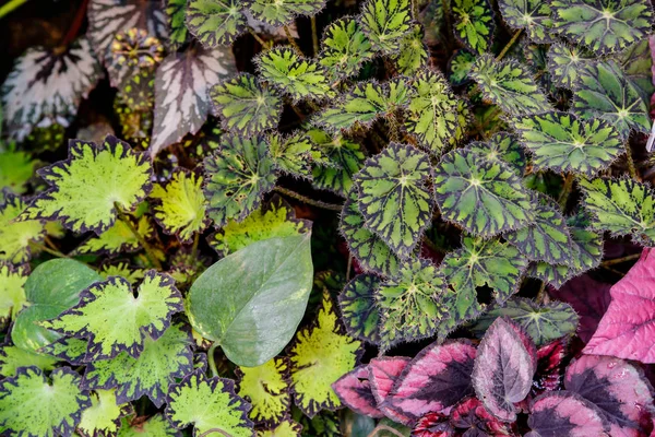 Multi-gekleurde Begonia bladeren van verschillende types — Stockfoto