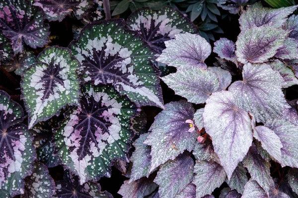 Hojas de begonia multicolor de diferentes tipos — Foto de Stock