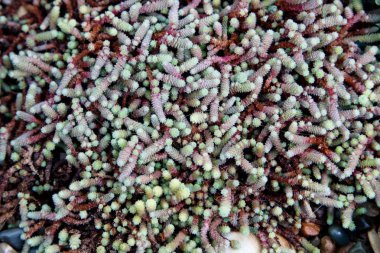 Lezzetli kaktüslerin dikdörtgen sıralaması bir ekiciye sulanır.