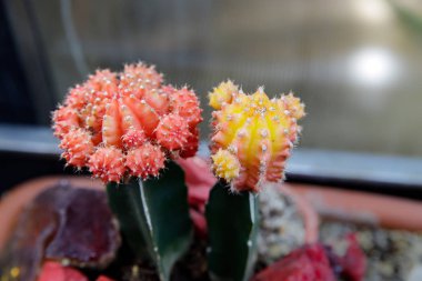 Bir serada kırmızı renkli kaktüs bitkiler. Küçük tencere dekoratif küçük kaktüsler.