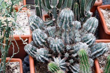 Kaktüs. Büyük bitkiler. Sera. Cacti ile Botanik Bahçesi. Pencerenin dışındaki çiçekler. Yeşil. Tencerelerde kaktüs. çiçekler, bahçede yol sokak