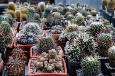 Kaktüs. Büyük bitkiler. Sera. Cacti ile Botanik Bahçesi. Pencerenin dışındaki çiçekler. Yeşil. Tencerelerde kaktüs. çiçekler, bahçede yol sokak