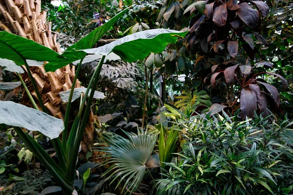 Hermosa naturaleza de fondo de jardín vertical con hoja verde tropical — Foto de Stock