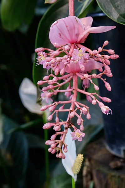 Medinilla magnifica es una especie de planta fanerógama perteneciente a la familia Melastomataceae. . — Foto de Stock