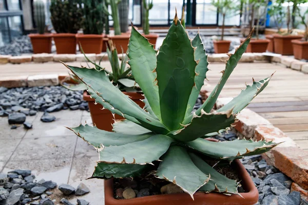 Aloe Cactus Una grande pianta verde in vaso in un giardino tropicale — Foto Stock