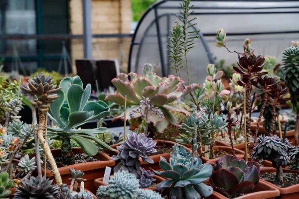 Kaktüs. Büyük bitkiler. Sera. Cacti ile Botanik Bahçesi. Pencerenin dışındaki çiçekler. Yeşil. Tencerelerde kaktüs. çiçekler, bahçede yol sokak — Stok fotoğraf