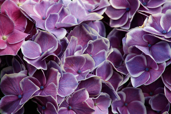 Hydrangea flowers bush. purple hydrangea. Home garden of hydrangea. Beautiful blooming of Macrophylla hydrangeas.