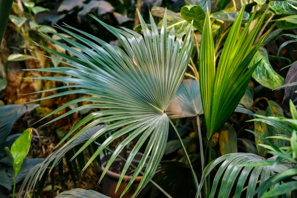 Hermosa naturaleza de fondo de jardín vertical con hoja verde tropical — Foto de Stock