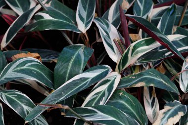 Yeşil yaprakları yapılmış yaratıcı düzeni. Düz yatıyordu. Doğa kavramı