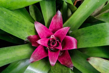 Yukarıdaki renkli çiçekler görünümü, Bromelia