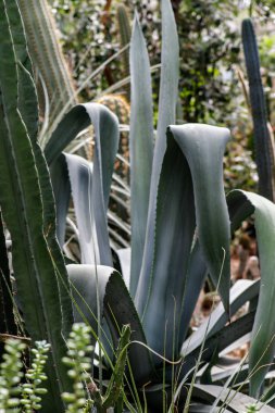 Aloe Cactus tropikal bir bahçede büyük yeşil Saksı bitki