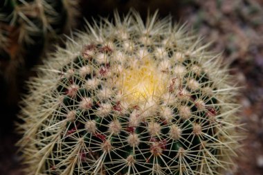 Tropikal bahçede beyaz kabarık sinler ile kaktüs