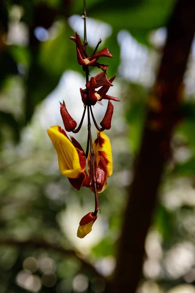 Flores amarillo-rojas de la enredadera perenne Thunbergia Mysorensis — Foto de Stock