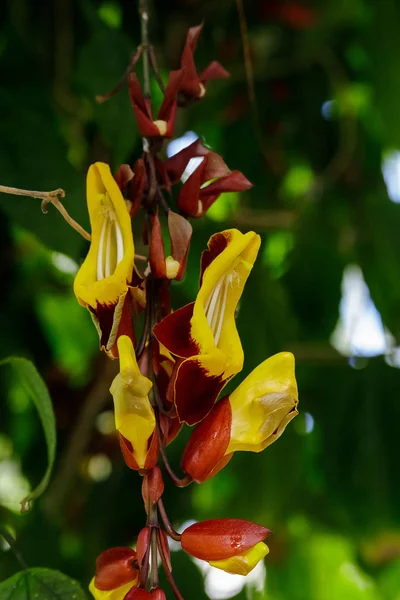 Flores amarillo-rojas de la enredadera perenne Thunbergia Mysorensis — Foto de Stock
