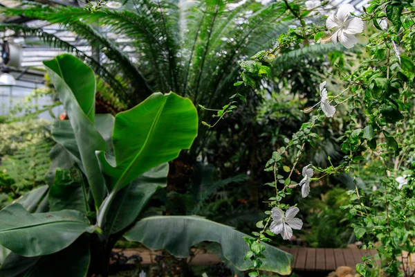 Flores de hibisco blanco sobre un fondo verde. En un jardín tropical . — Foto de Stock
