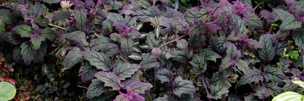 Detail shot van enkele groene die gewone met violet pluis verlaat — Stockfoto