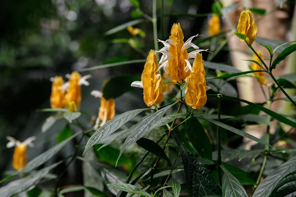 Pachystachys lutea. Flor amarilla en una región tropical de América . — Foto de Stock