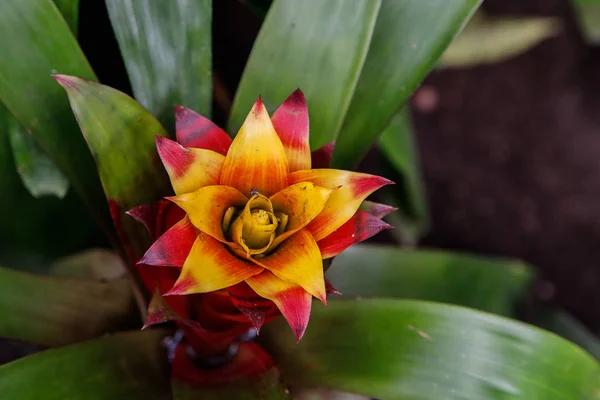 Las flores de colores vista desde arriba, bromelia — Foto de Stock