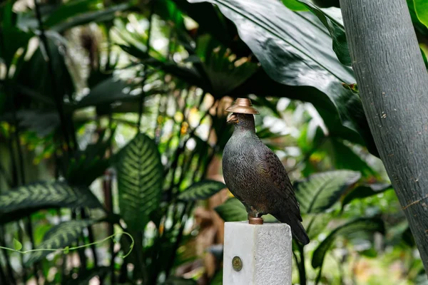 Figura de pájaro como decoración de diseño de jardín tropical — Foto de Stock