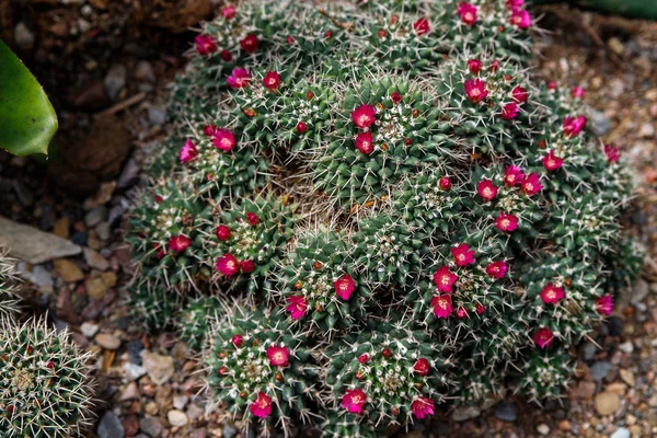 Vacker blommande vild öken kaktus blomma — Stockfoto