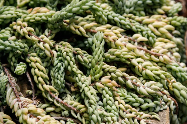 Sedum morganianum, eşek kuyruğu veya Burro kuyruk, Aile Crassulaceae çiçekli bitki bir tür