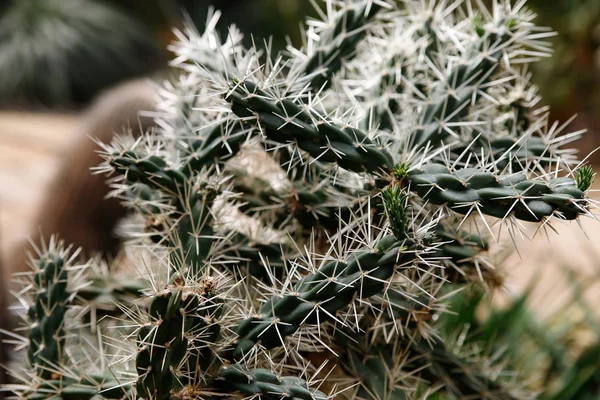 Kaktus med vita fluffiga Taggar i tropisk trädgård — Stockfoto