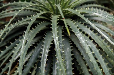 Çöl Bahçesinde Hechtia texensis