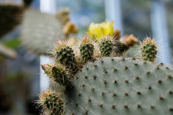 Den botaniska familjen av Opuntia Ficus Indica är kaktusväxter. — Stockfoto